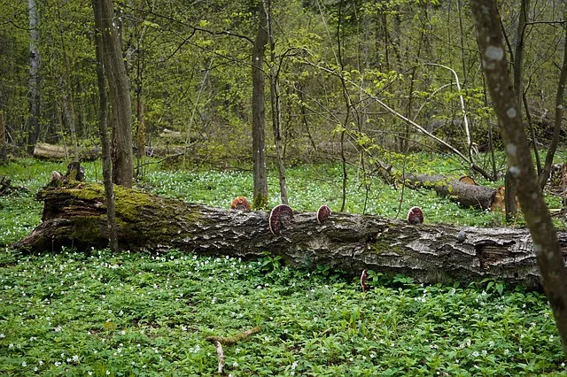 Puszcza Kampinoska - atrakcje turystyczne