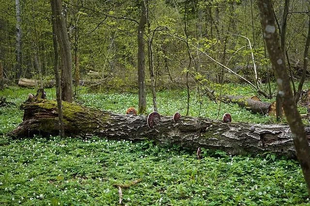Puszcza Kampinoska - atrakcje turystyczne